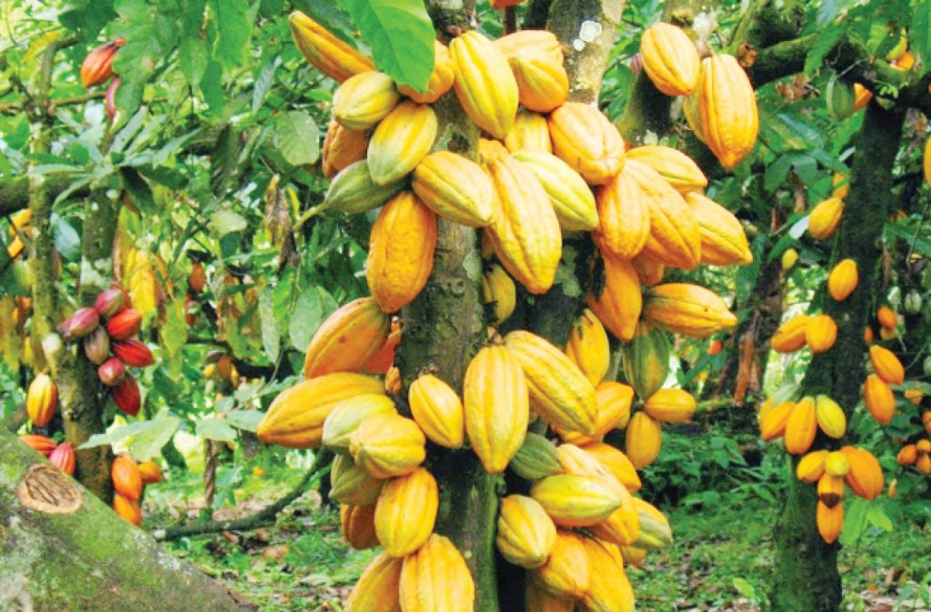 Cocoa Trees