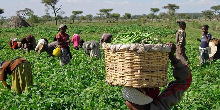 Fct Farmers Decry Rising Costs Of Fertilisers