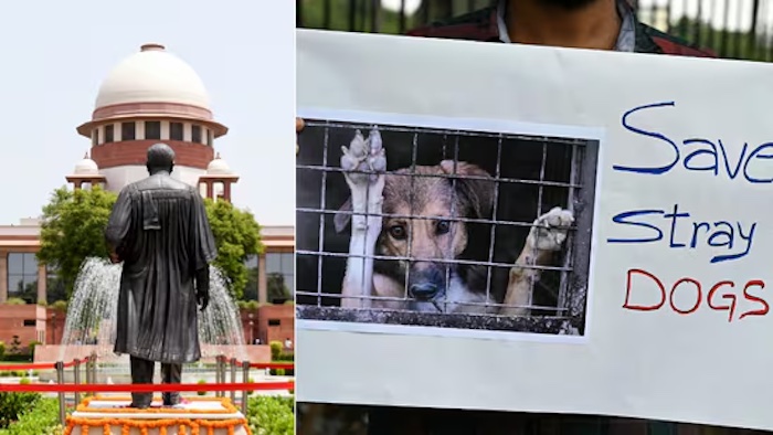 Indias Supreme Court Halts Plan To Confine Delhis One Million Stray Dogs