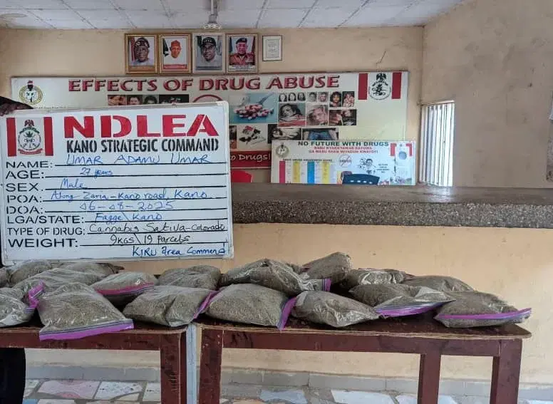 Ndlea Arrests 27-Year-Old With N10M Worth Of Cannabis In Kano