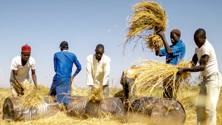 Rice Farmers