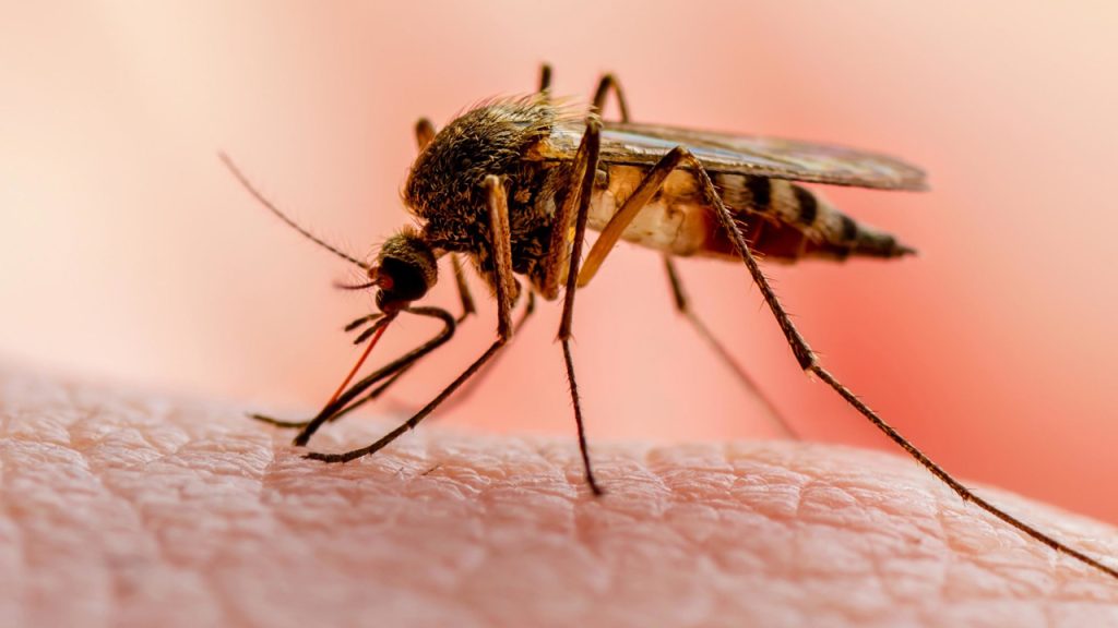 Malaria