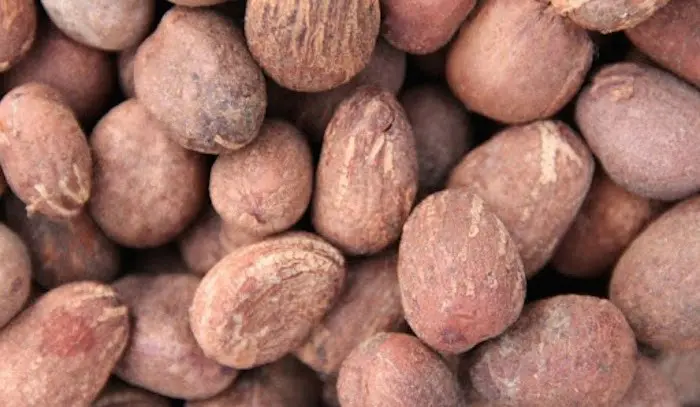 Shea Nuts