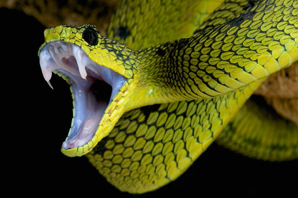 Five Countries Where Snakes Don’T Exist