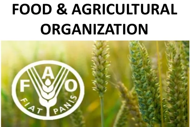 Fao, Nigeria Collaborate To Establish Livestock Disease-Free Zones, Boost Trade