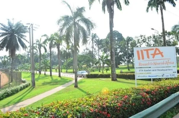 Iita 2