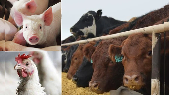 Nigerians Suffer 65 Per Cent Of Zoonotic Diseases, Says Nvma President