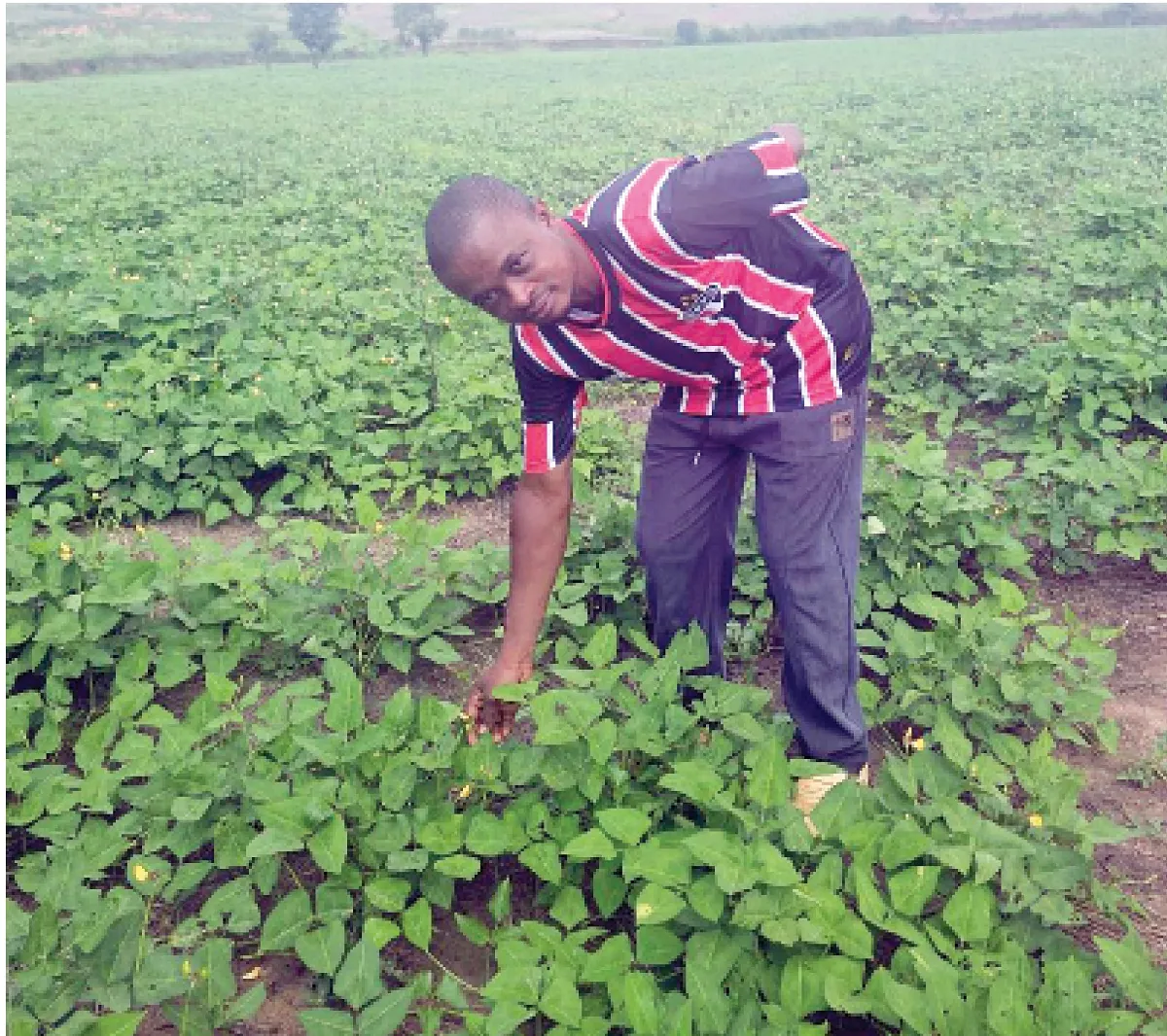 Cowpea Farmer
