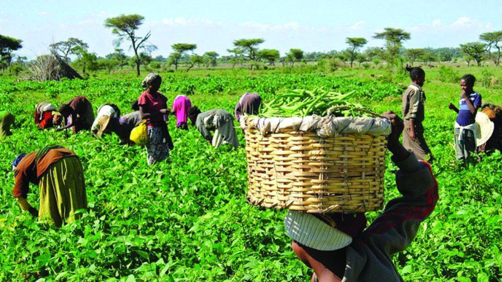 Ebonyi Farmers To Benefit From N5.17 Billion Ifad–Vcdp Funding