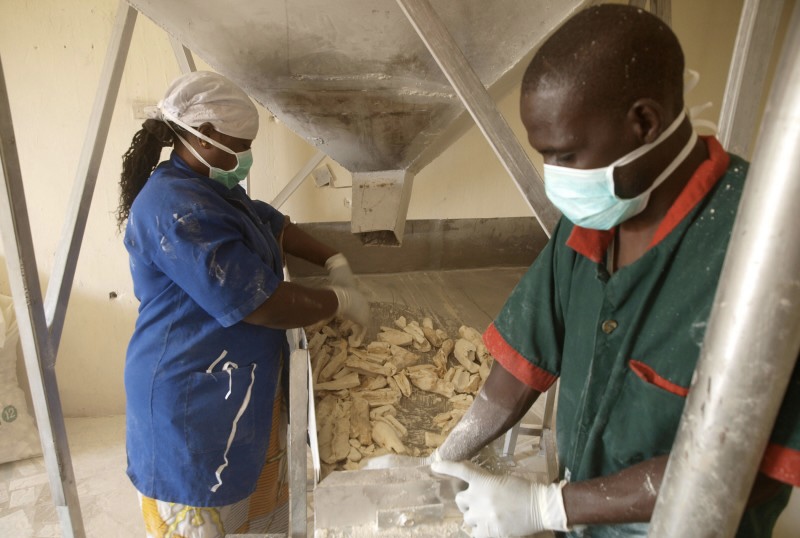 Nasarawa Cassava Processors Cautioned Against Use Of Harmful Chemicals