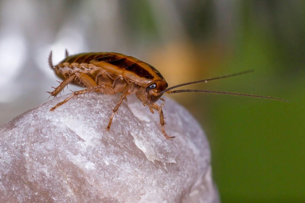 Cockroaches Are Secretly Poisoning Indoor Air