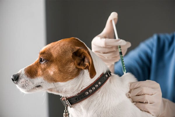 Fg Begins Free Rabies Vaccination For Dogs, Cats In Nasarawa