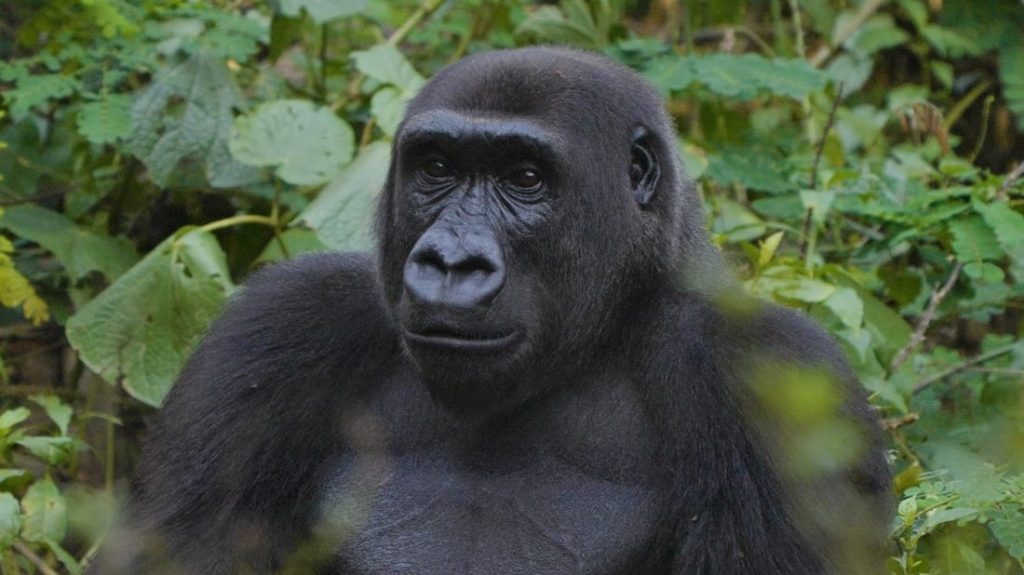 Wildlife Trafficking: Court Sends Two To Prison, Orders Forfeiture Of Gorilla