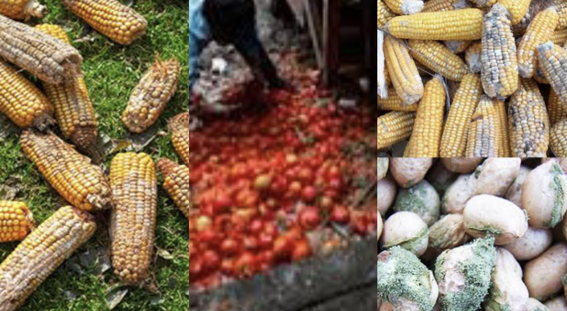 Bauchi Govt Laments Rising Post-Harvest Losses