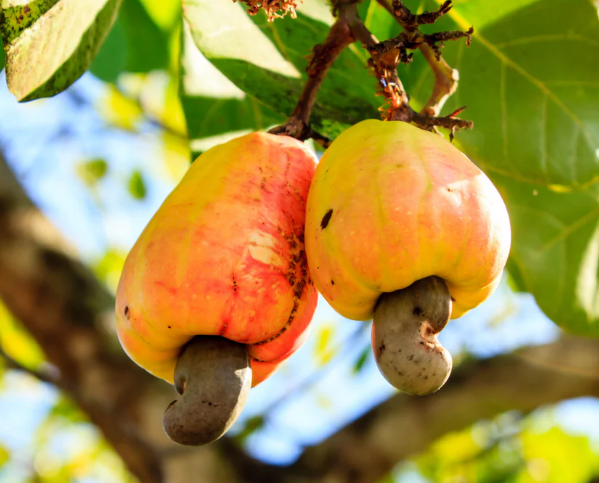 Cashew Kogi Targets 150,000 Metric Tonnes Of Cashew In 2027