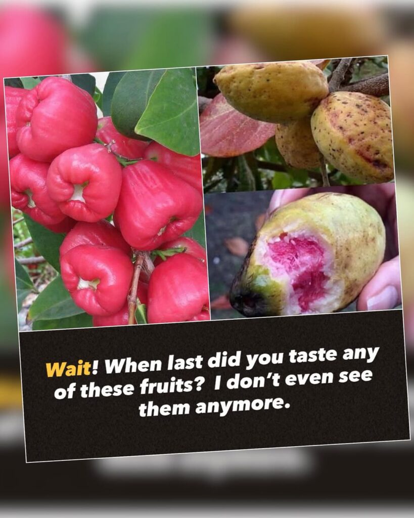 624769598 18079955057605430 3850329851260224696 N 624769598 18079955057605430 3850329851260224696 N