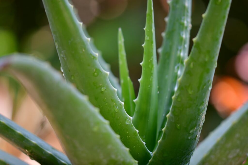 Aloe Vera Aloe Vera