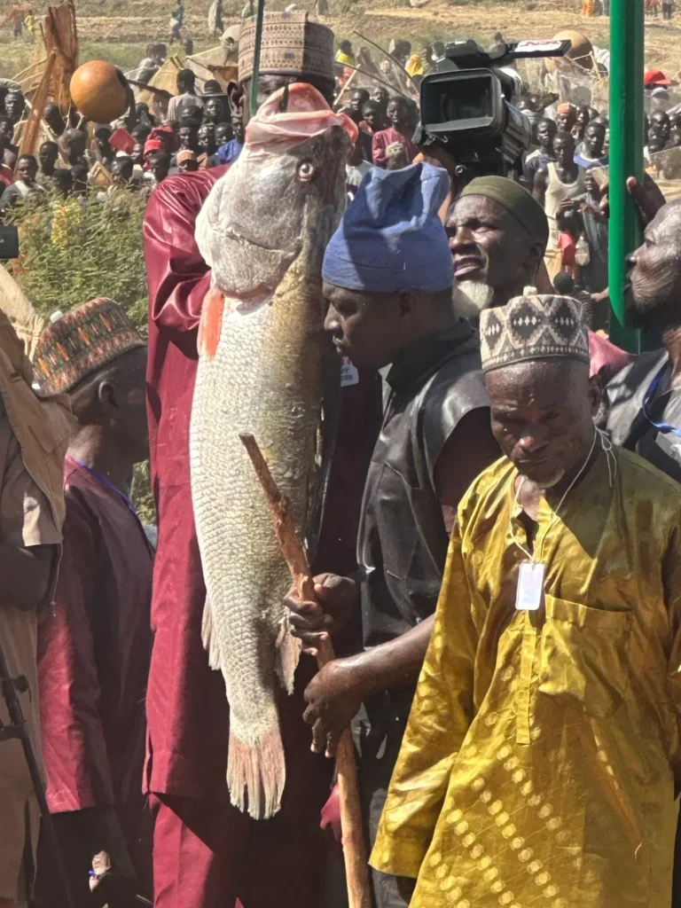 Argungu festival 2026 biggest fish Argungu festival 2026 biggest fish