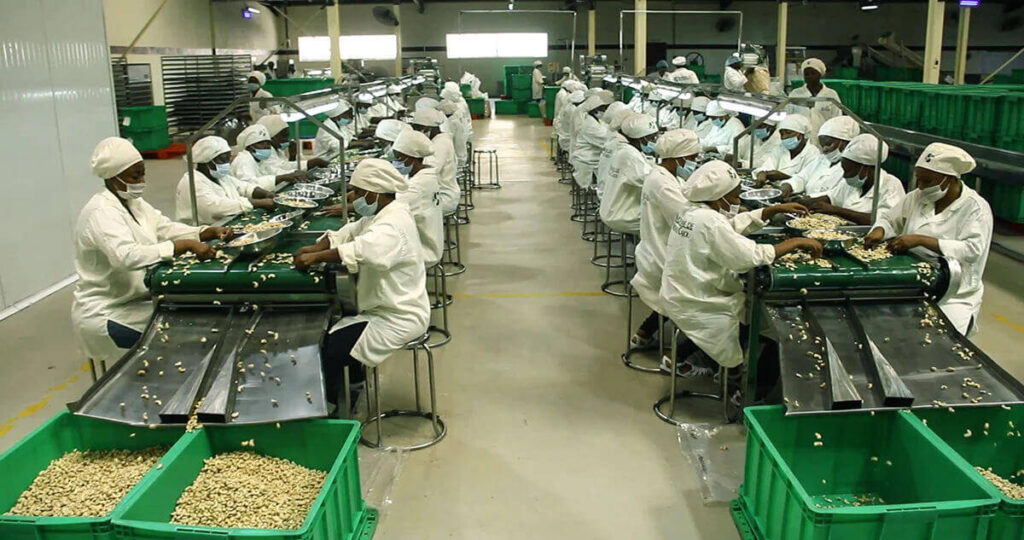 Cashew Nut Processing Plant Cashew Nut Processing Plant