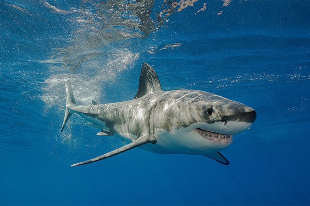 Great White Great White