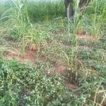 IMG 20250720 WA0000 150x150 1 IMG 20250720 WA0000 150x150 1