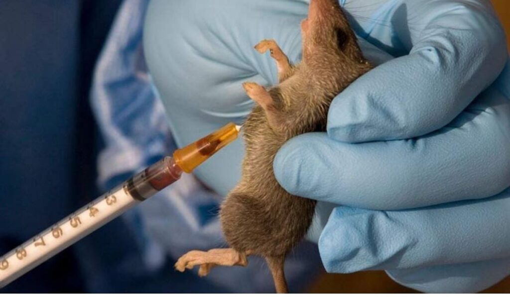 Lassa Fever 3 Lassa Fever 3