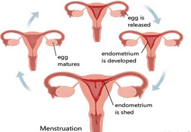 Menstrual cycle Menstrual cycle