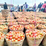 baskets of tomatoes 150x150 1 baskets of tomatoes 150x150 1