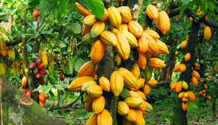 cocoa farm cocoa farm