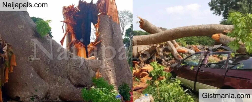 tree fall on vehicle tree fall on vehicle