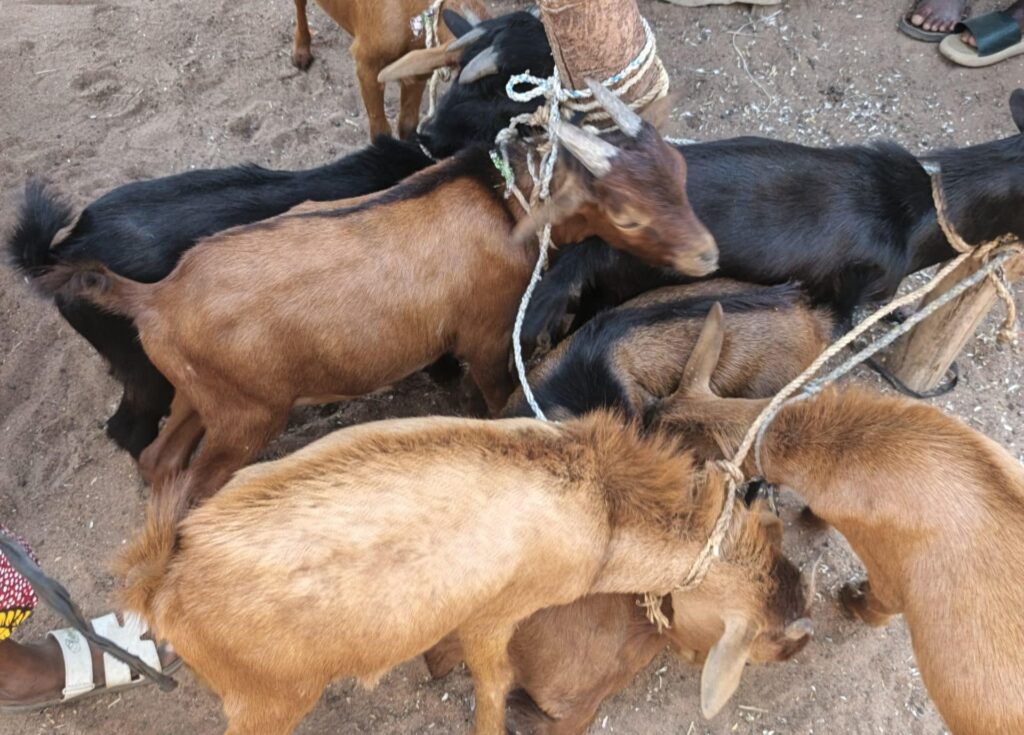 Img 20260319 151536 032 1 Scaled E1774124765563 Img 20260319 151536 032 1 Scaled E1774124765563