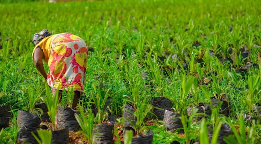 Small Holder Farmer Woman Rfl Small Holder Farmer Woman Rfl