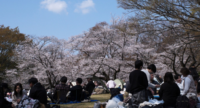 Japan Weather Cherry Japan Weather Cherry