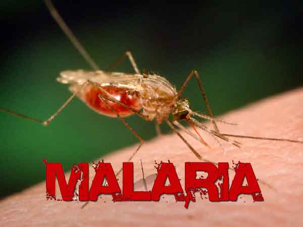 Malaria Malaria