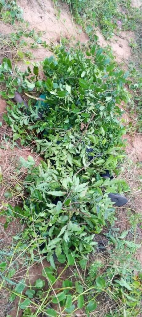 53234 1775559912 53234 1775559912