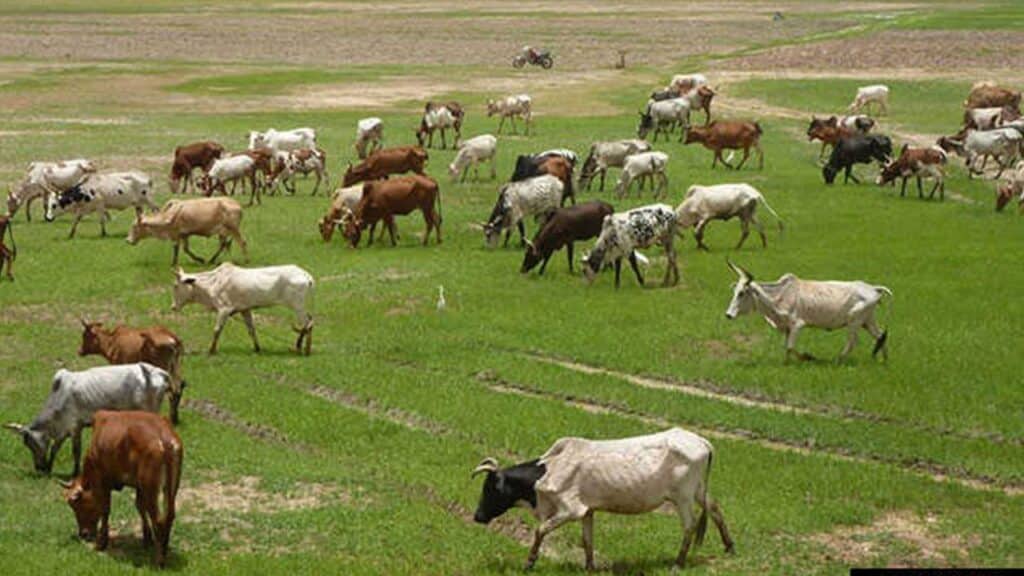 Cattle Ranching In Nigeria Cattle Ranching In Nigeria