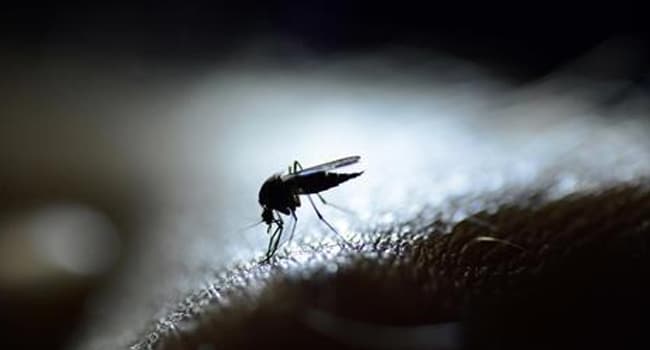 Chikungunya Virus Mosquito Copy Chikungunya Virus Mosquito Copy