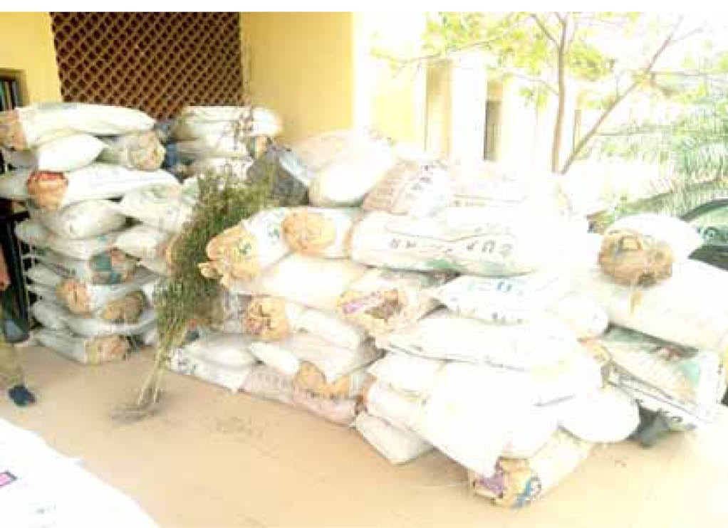 Drugs Seized By The Ndlea In Edo Drugs Seized By The Ndlea In Edo