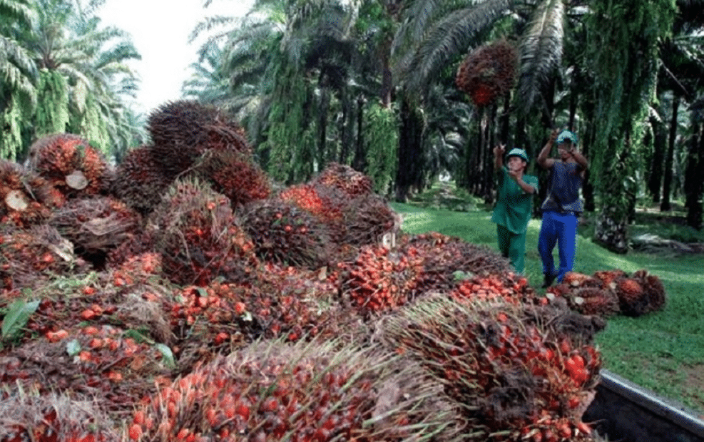 Okomu Oil Palms Profit Declines By 41 In Q3 Due To High Cost Of Sales Okomu Oil Palms Profit Declines By 41 In Q3 Due To High Cost Of Sales