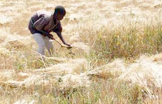 Wheat Harvest Wheat Harvest
