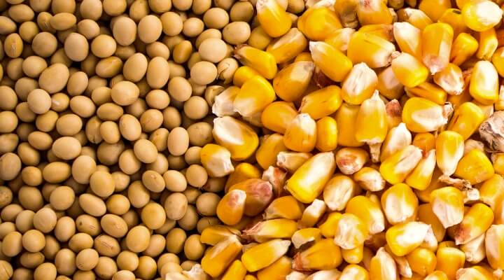 Maize Soybean Maize Soybean